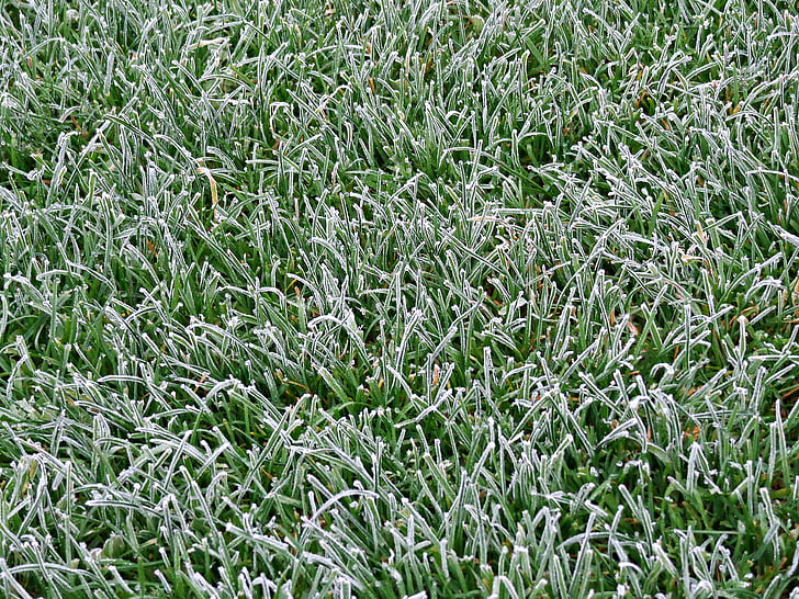 grass, lawn, green, nature, frost, the pitch, backgrounds