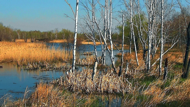nature, birch spring, trees, duct, lake