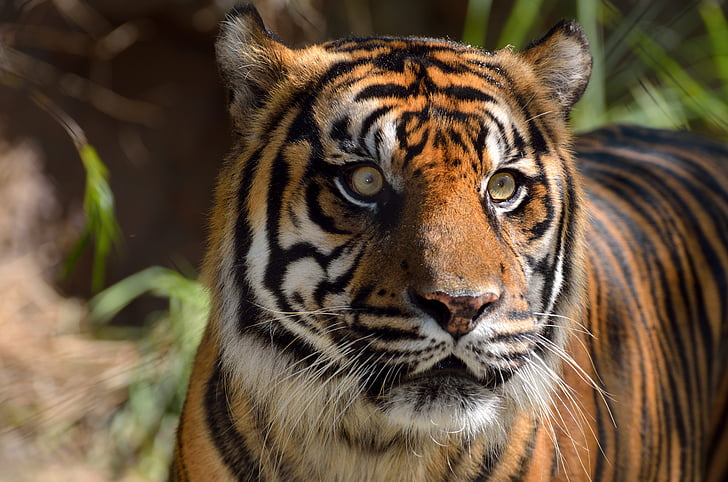 Sumatranski tigar, biljni i životinjski svijet, mačka, sisavac, životinja, mesojed, mačji
