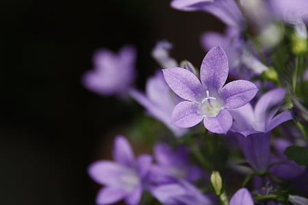 Campanula, lila, violett, Glockenblume, Blüte, Bloom, Blume