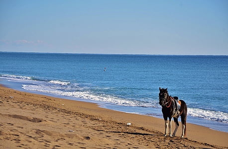 konj, živali, Kmetija, divje, sesalec, Ocean, morje