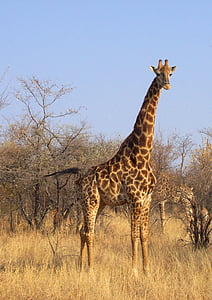 África do Sul, Parque, animal, selvagem, mamífero, natureza, natureza selvagem