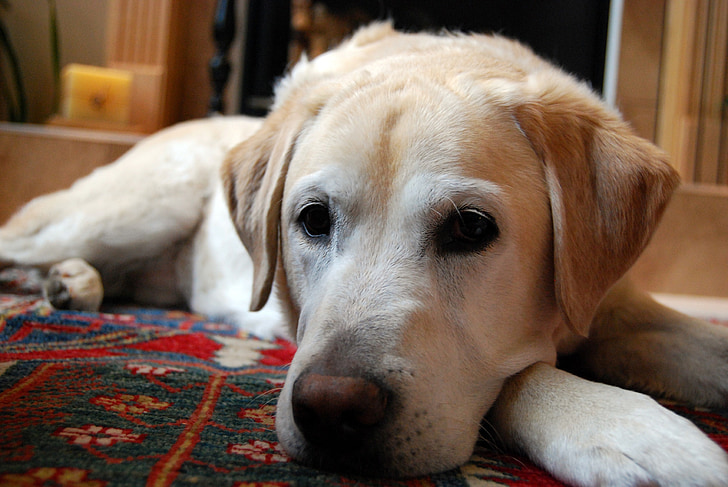 gele labrador retriever, hond, rust, Canine, Sporting, op zoek, tapijt