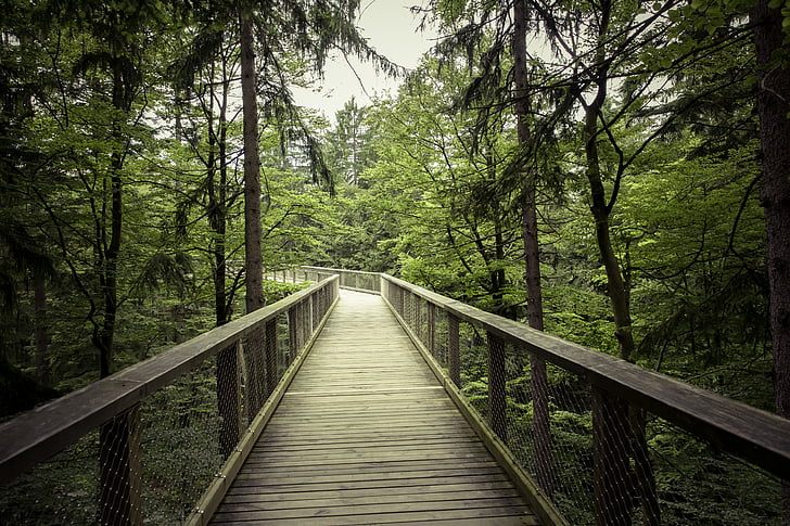 Pont, llum natural, medi ambient, bosc, verd, caminada, paisatge