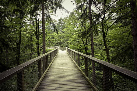 bridge, daylight, environment, forest, green, hike, landscape