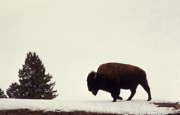 Bisó, búfal, nord-americà, animal, vida silvestre, natura, silueta