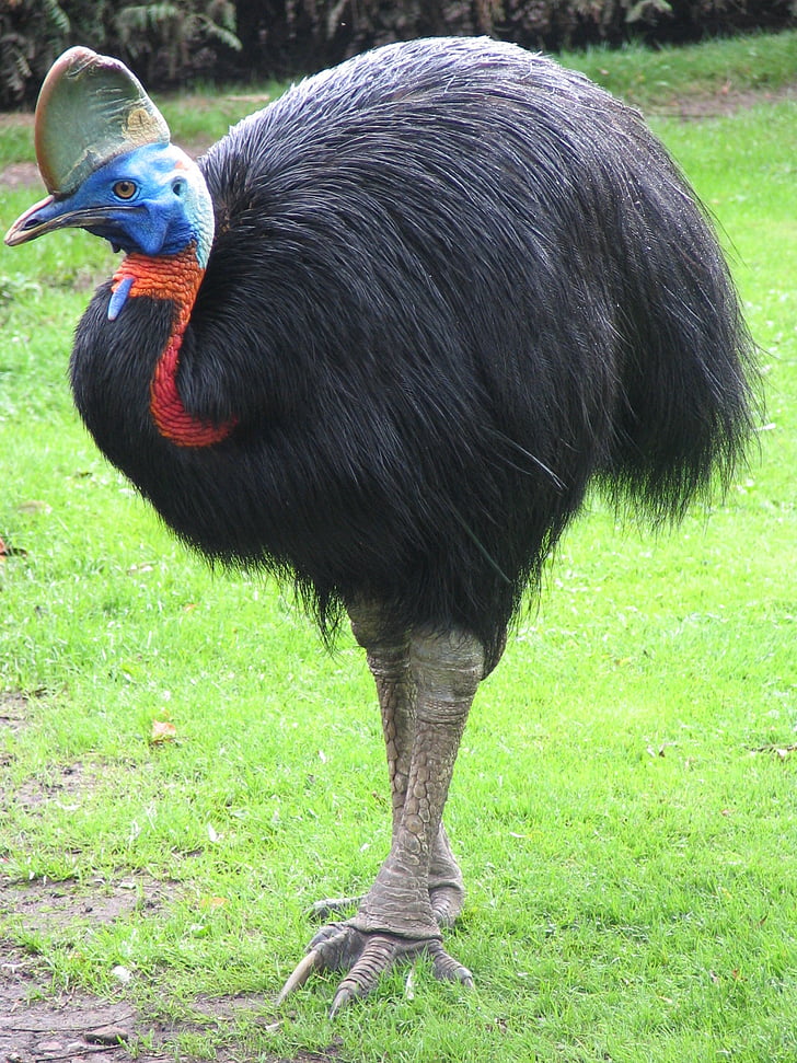 cassowary, flightless bird, giant bird, bird, horn, comb, talon