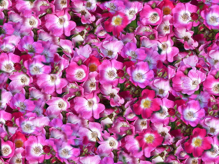 carpet of flowers, pink white, spring, ornamental garden, colorful, bed, applied