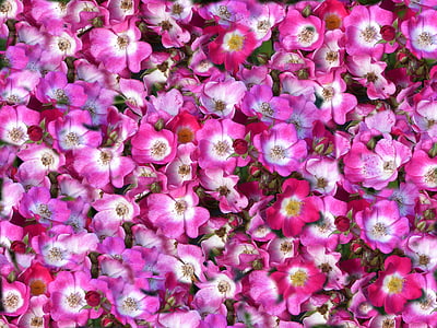 花のじゅうたん, ピンク ホワイト, 春, 装飾用庭, カラフルです, ベッド, 適用