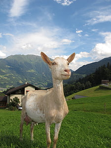 capră în austria, Austria, capră, animale, natura, munte, iarba