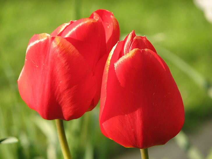 tulip, red, flower, green, nature, flora, garden