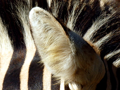 zebra, ear, animal, black and white, head, striped, animal world