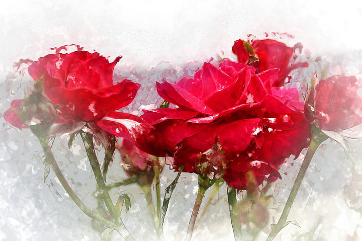 flor, Rosa, flor vermella, flors roses, rosa vermella, vermell, fons