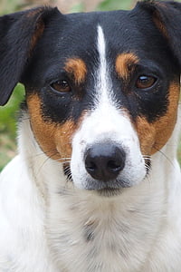 Jack russel teriér, zvířecí portrét, Malý pes, pes, domácí zvíře