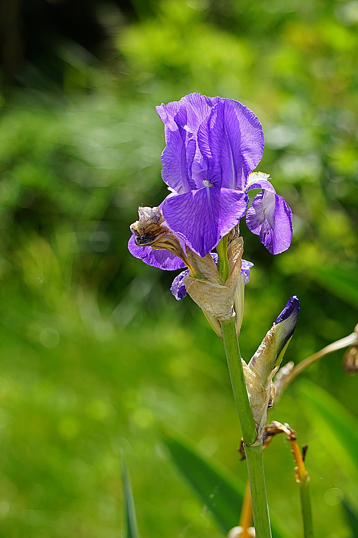 Iris, flor, flora, floració, blau, porpra, jardí