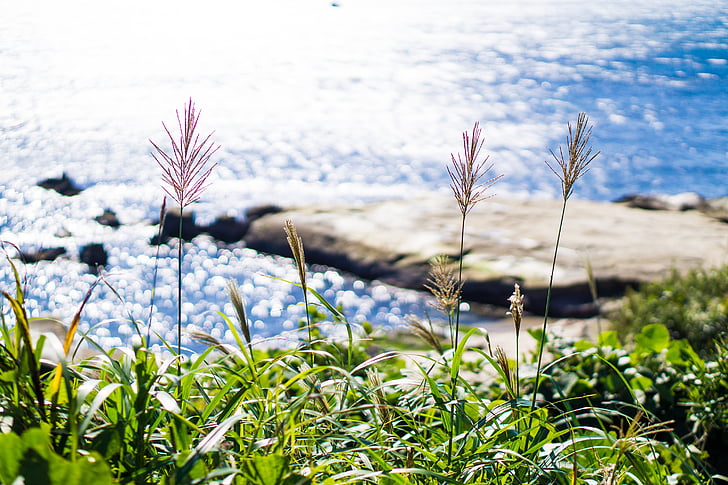 hierba de plata japonesa, planta, hierba, Susukino, natural, otoño, paisaje
