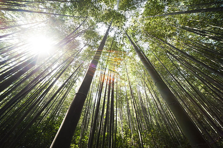 Bamboo, damyang, solsken, skogen, träd, naturen, bambu - anläggning