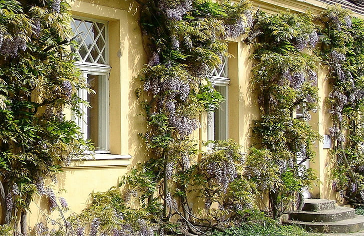 Potsdam, hauswand, dizajn, od algi, arhitektura, zgrada, proljeće