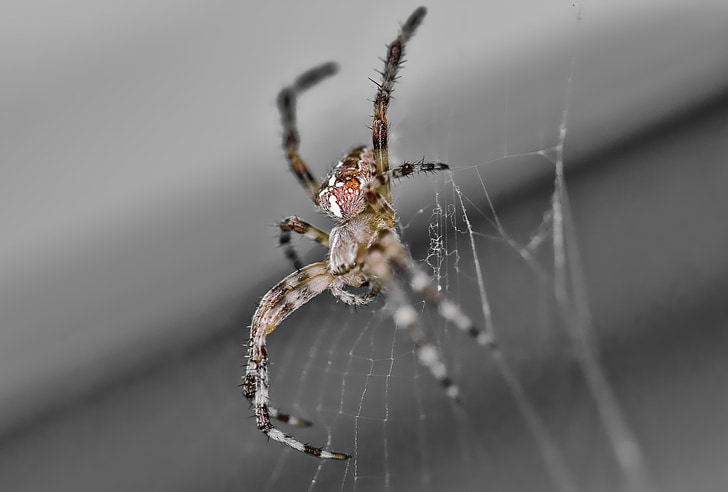 araignée, macro, Web, toile d’araignée, arachnide, insecte, nature