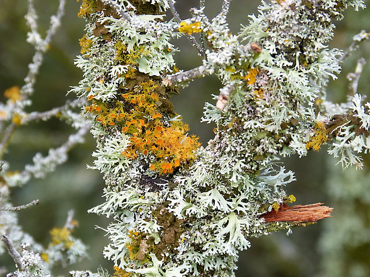 branch, moss, lichen, moisture, orange, yellow, macro