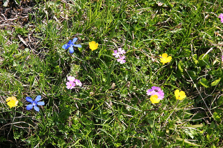 flores de montanha, flor, Prado alpino