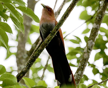 Bird of paradise, pták, na větvi, přírodní stanoviště, Wild