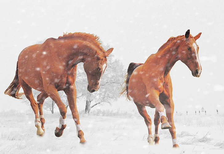 téli, lovak, játék, hó, állat, természet, hó táj