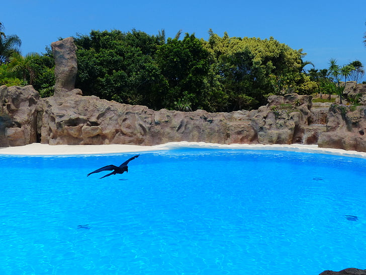 ocell, piscina, Conca del mar, l'aigua, blau, llacuna, artificial