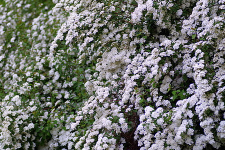 Crataegus, puķe, balta, nelielas, ziedi, putekšņlapas, rozā