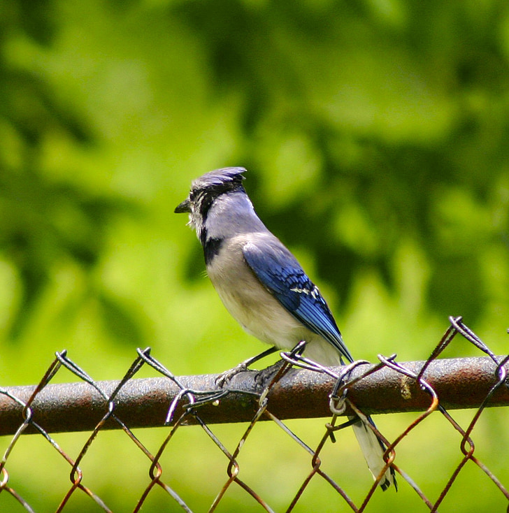 Blue jay, pasăre, cu pene, animale, colorat, frumos, viaţă sălbatică