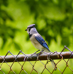 Gaig blau, ocell, plomes, animal, colors, bonica, vida silvestre