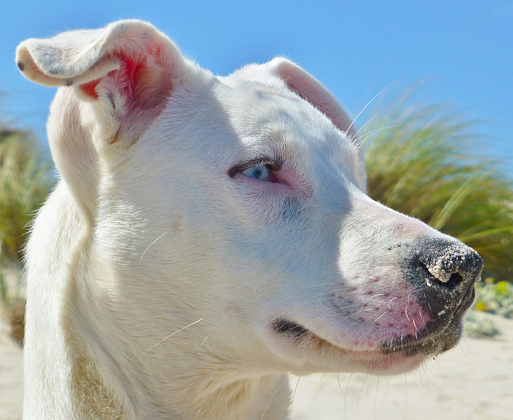สุนัข, ชายหาด, ระมัดระวัง, hundeportrait, หัว, จมูก, ดู