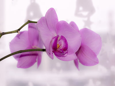 gėlė, orchidėja, šviesus, gražu, gražus, rožinė gėlė, violetinė, detalus vaizdas