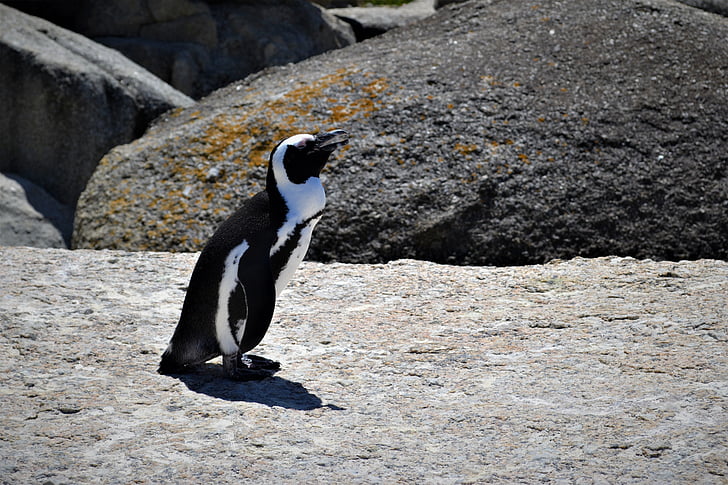 chim cánh cụt, thưởng thức, kéo