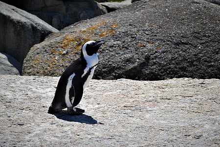 pingouin, Profitez de, Faites glisser