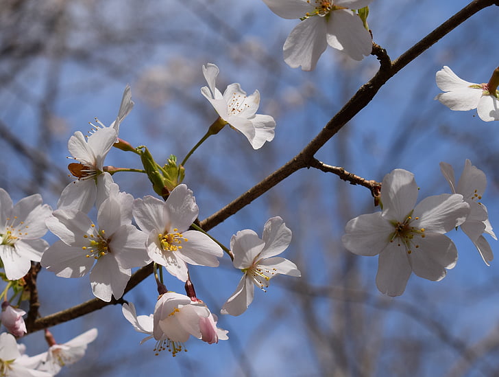 kvitnúce sakury, jemné, Divá čerešňa, čerešňa, strom, poháriky, kvet