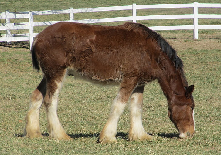 Clydesdale, con ngựa, yearling, trẻ, chăn thả, đồng cỏ, Paddock