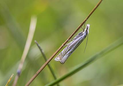 spotted moth, moth, ypsolopha, plutella, butterfly, insect, flying insects