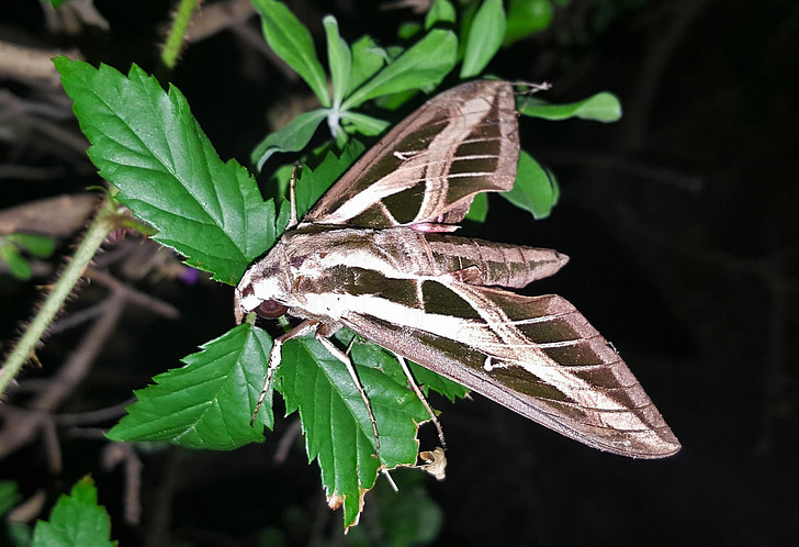 můra, Sphinx moth, pruhované sphinx moth, hmyz, křídla, značení, listy