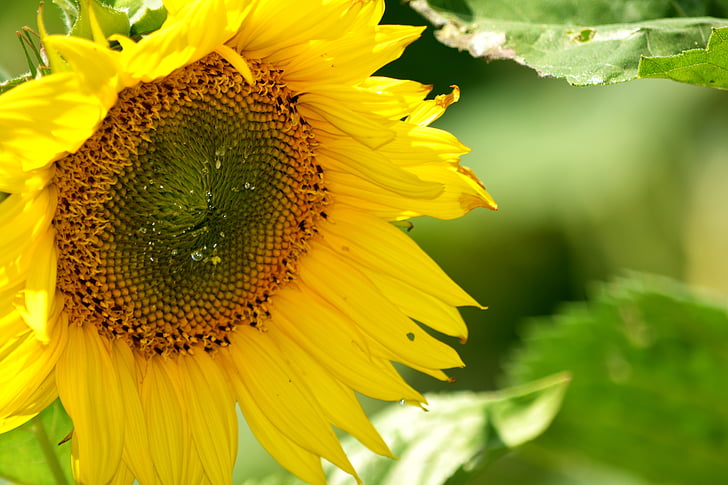 sunflower, nectar, pollen, collecting, sunflowers, petals, yellow
