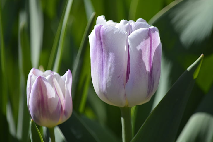Tulip, trắng, màu tím, mùa xuân, mùa xuân bóng đèn, Hoa, Sân vườn