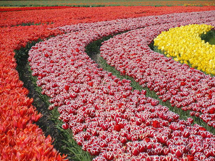 kwiaty, tulipany, pole, odmian, rośliny, żarówki, Bloom