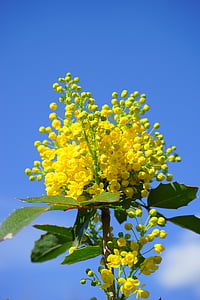 συνηθισμένο μαόνι, μαόνι, λουλούδια, Κίτρινο, ο Μπους, stechdornblättrige mahonie, Mahonia aquifolium
