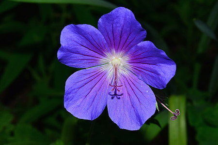 flor, flor, floración, azul, Geranio de los Pirineos, cerrar, planta