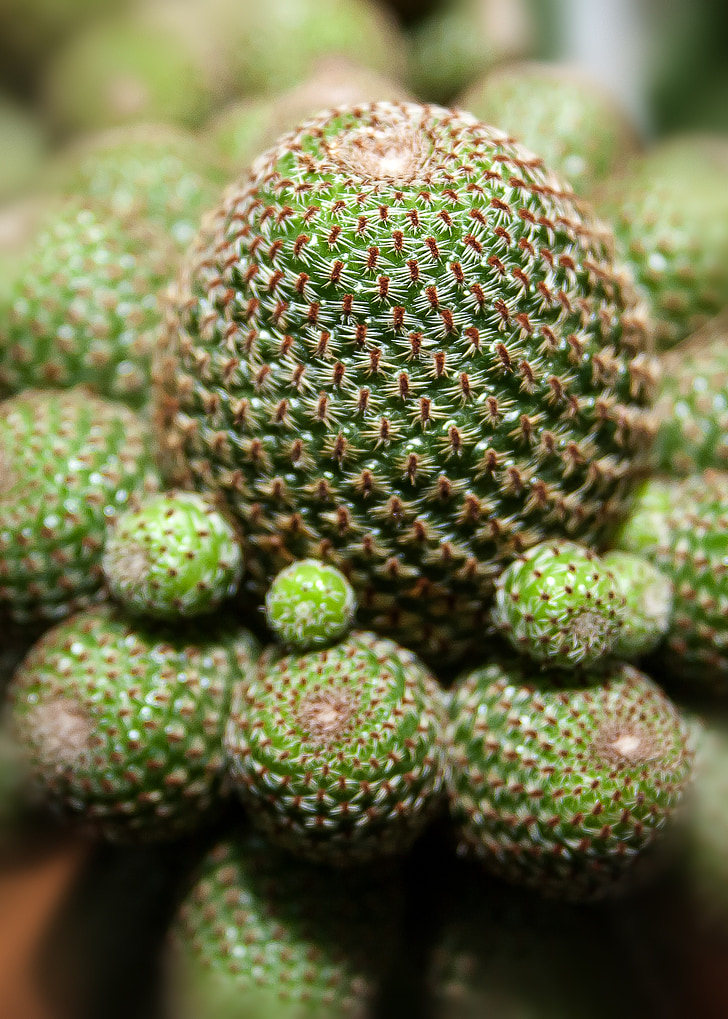 Cactus, Succulent, plant, sluiten, natuur, groen, Spur