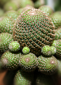 cactus, succulent, plant, close, nature, green, spur