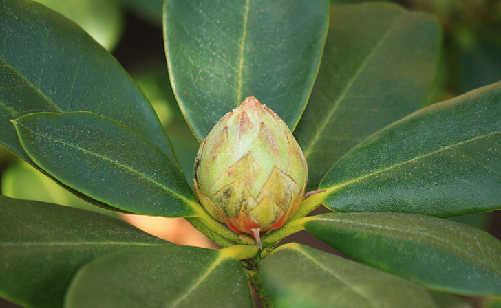 rhododendron, bud, plant, blossom, bloom, inflorescence, close