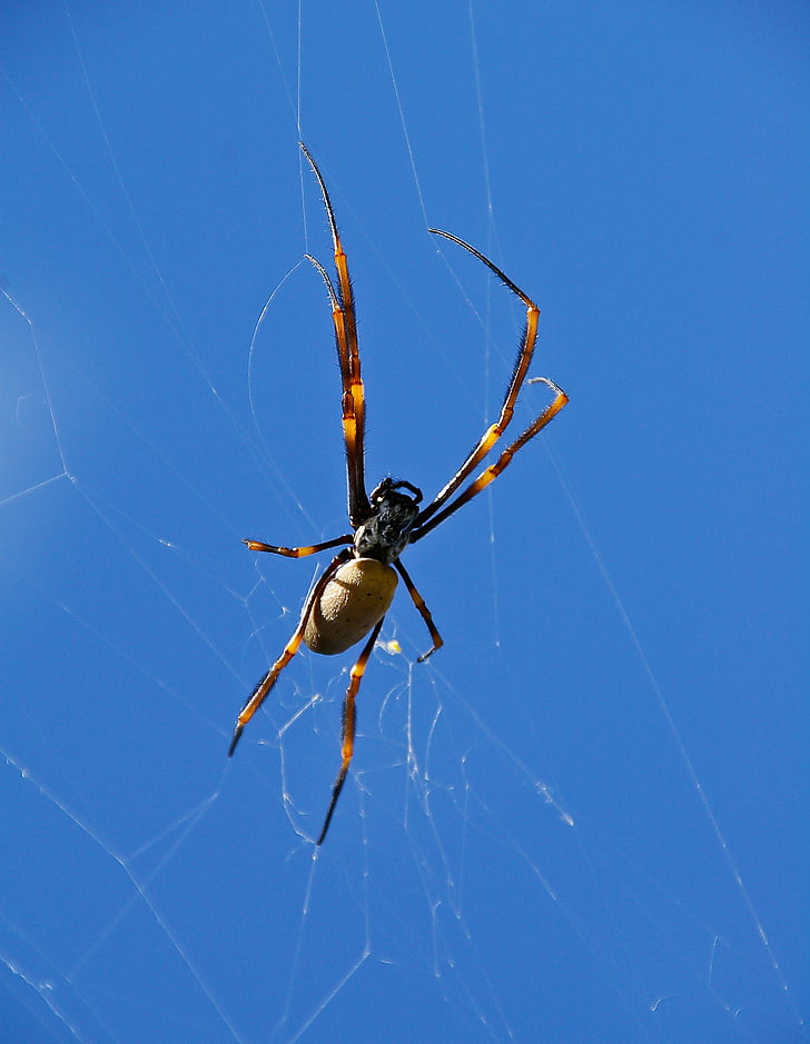 spider, orbweaver spider, web, female, wild, blue sky, queensland