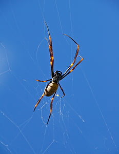 spin, orbweaver spider, Web, vrouw, Wild, blauwe hemel, Queensland