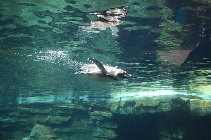 pinguim, água, jardim zoológico, animal, natureza, mergulho, debaixo d'água